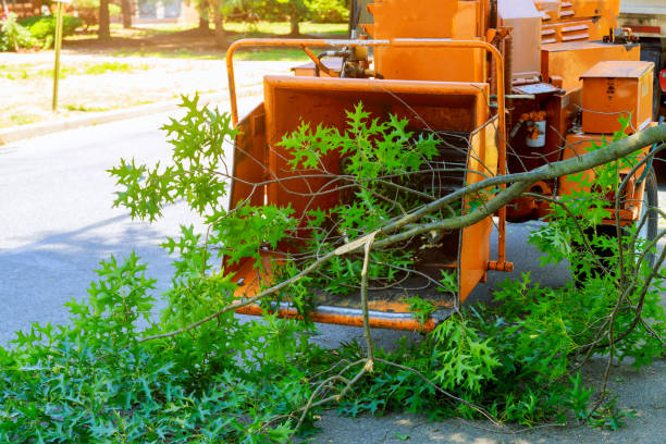 Weimar, TX Tree Services Company