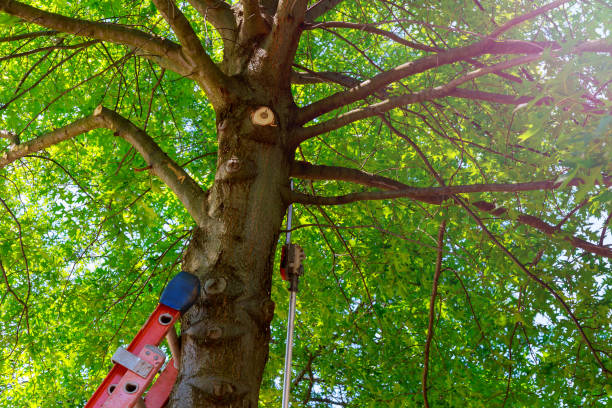 Best Tree Maintenance Programs  in Weimar, TX